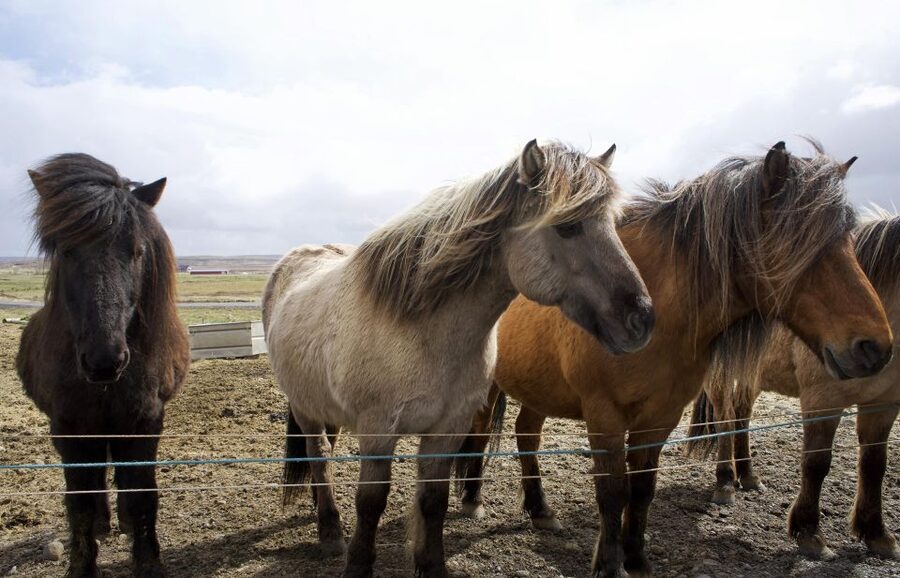 From Reykjavik: 6-Day Icelandic Ring Road Tour - Day two: Vik, Skaftafell, and floating ice
