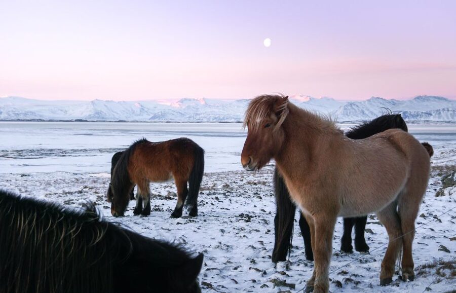 From Reykjavik: 6-Day Icelandic Ring Road Tour - Guides, group size, and daily comfort
