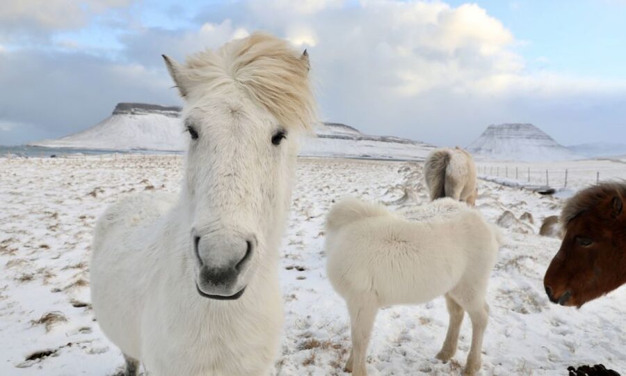From Reykjavík: Full-day Golden Circle & Horse Riding Tour - Why combining horseback riding with the Golden Circle works