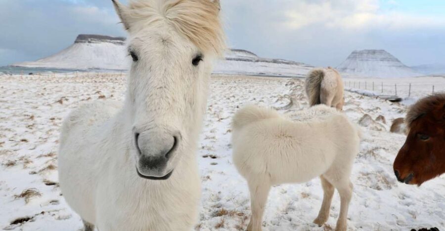 From Reykjavík: Full-day Golden Circle & Horse Riding Tour - Meeting the Icelandic horses at Laxnes