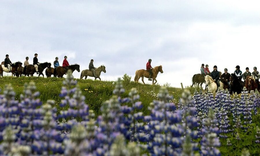 From Reykjavík: Full-day Golden Circle & Horse Riding Tour - Waiting for Geysir to erupt