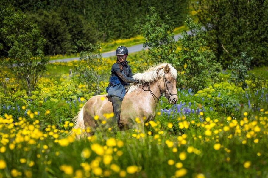 From Reykjavik: Full-Day Horse Riding & Golden Circle Tour - Why combine horseback riding with the Golden Circle?