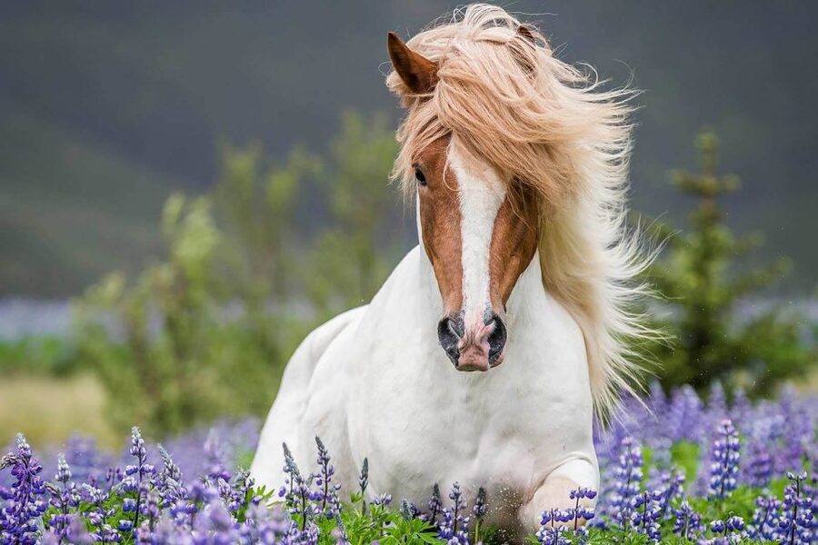 From Reykjavik: Full-Day Horse Riding & Golden Circle Tour - Lunch and the handoff to the Golden Circle