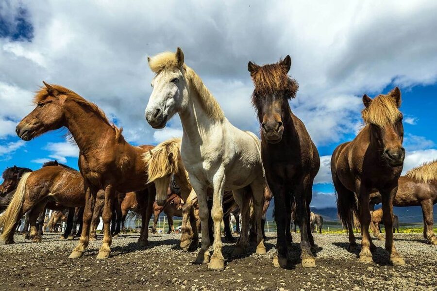 From Reykjavik: Full-Day Horse Riding & Golden Circle Tour - Geysir and Strokkur: the geothermal centerpiece