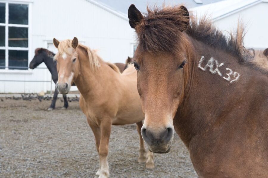 From Reykjavik: Full-Day Horse Riding & Golden Circle Tour - Gullfoss: Iceland’s powerful waterfall finale