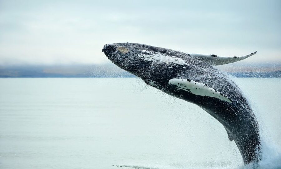 From Reykjavik: Full Day Whale Watching & Golden Circle Tour - Gullfoss: the loud finish