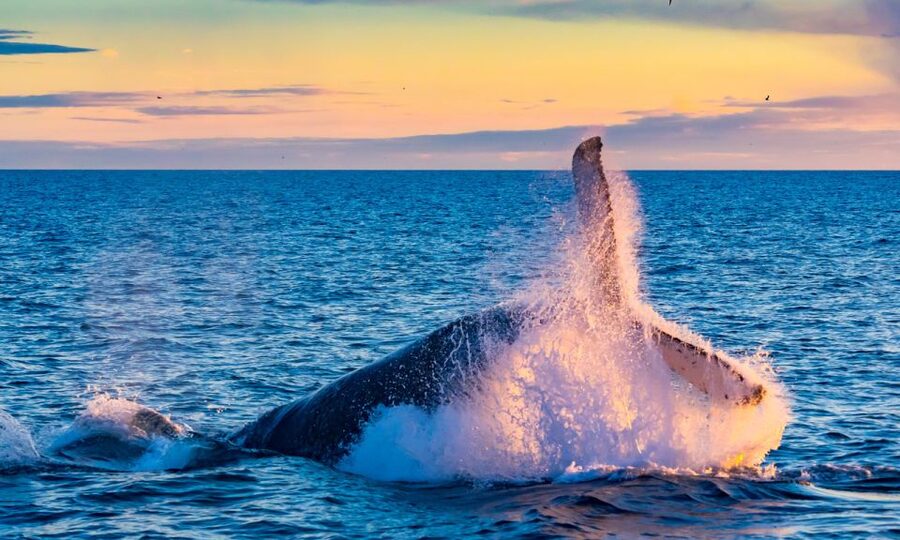 From Reykjavik: Full Day Whale Watching & Golden Circle Tour - The guide and coach experience