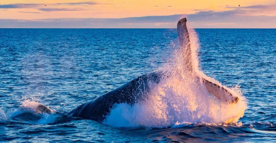 From Reykjavik: Full Day Whale Watching & Golden Circle Tour - Starting with three hours in Faxaflói Bay