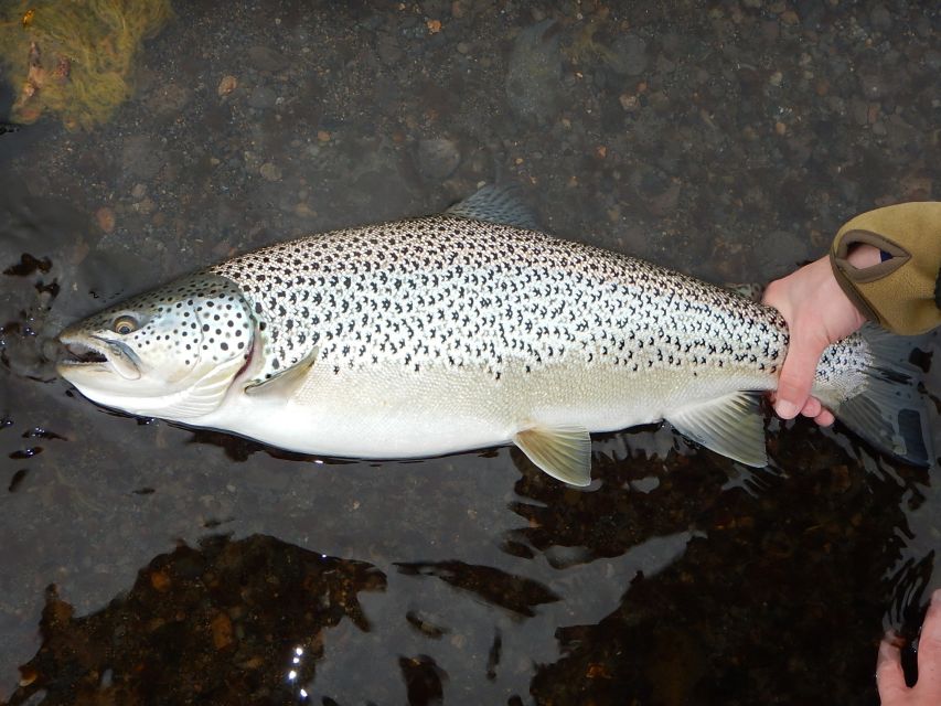 From Reykjavik: Lake and River Fishing Tour - Learning to fly fish without pressure