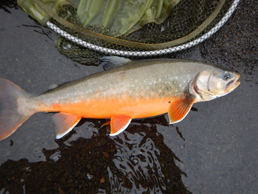 From Reykjavik: Lake and River Fishing Tour - How the guides shape the day