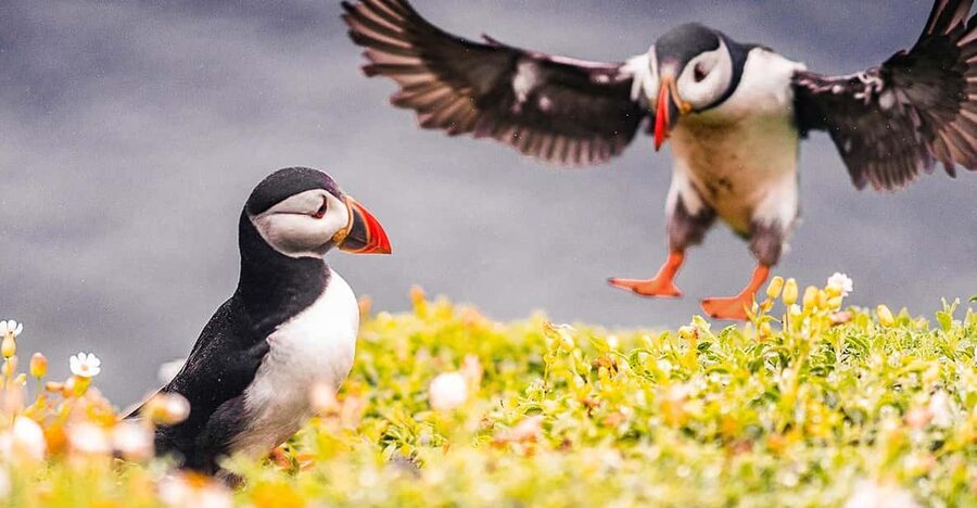 From Reykjavik: Puffin and Volcano Tour in Westman Islands - Elephant Rock from the sea