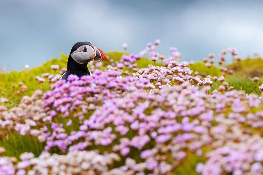 From Reykjavik: Puffin and Volcano Tour in Westman Islands - Puffin watching at Stórhöfði Cape