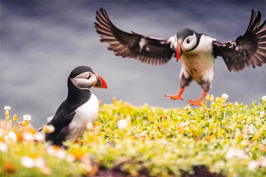 From Reykjavik: Puffin and Volcano Tour in Westman Islands - Lunch in town, with your wallet ready