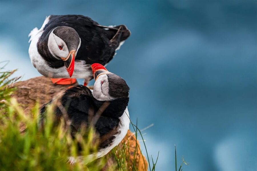 From Reykjavik: Puffin and Volcano Tour in Westman Islands - Climbing Eldfell, the Mountain on Fire