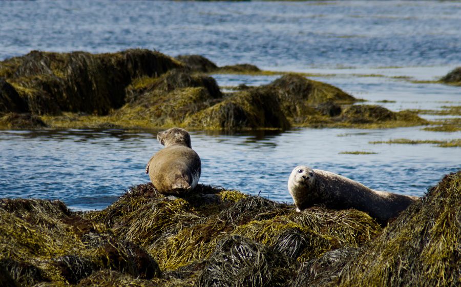 From Reykjavik: Snaefellsnes National Park - Small Group - Borgarnes gives you a useful first break