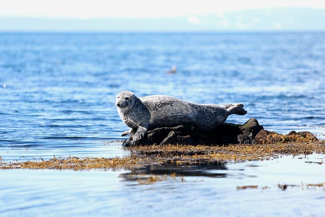 From Reykjavik: Snaefellsness Peninsula small group day tour - Key points to know before booking
