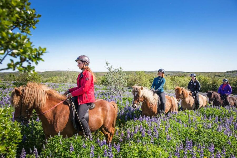 From Reykjavík: Viking Horseback Tour in Hafnarfjörður - Why this Icelandic horse ride is different
