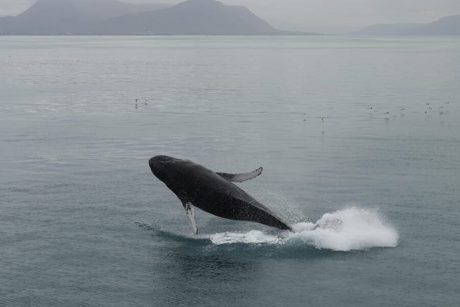 From Reykjavik: Whale Watching Tour - Key details before you book