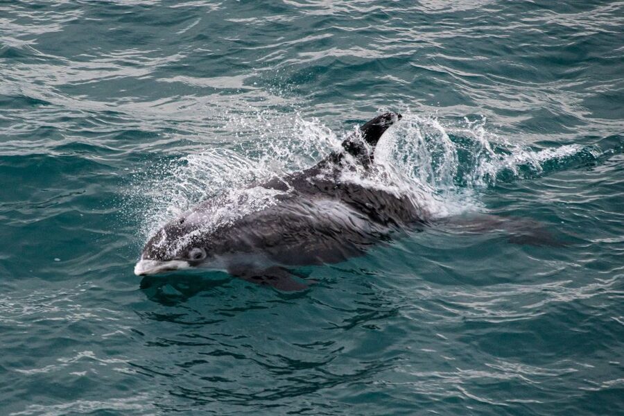 From Reykjavik: Whale Watching Tour - A practical plan for the day