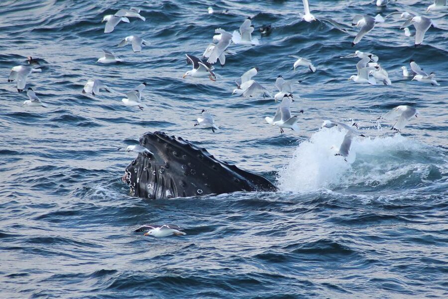 From Reykjavik: Whale Watching Tour - Leaving Geirsgata 11 for Kollafjörður