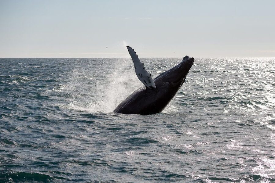 From Reykjavik: Whale Watching Tour - What whale sightings are really like