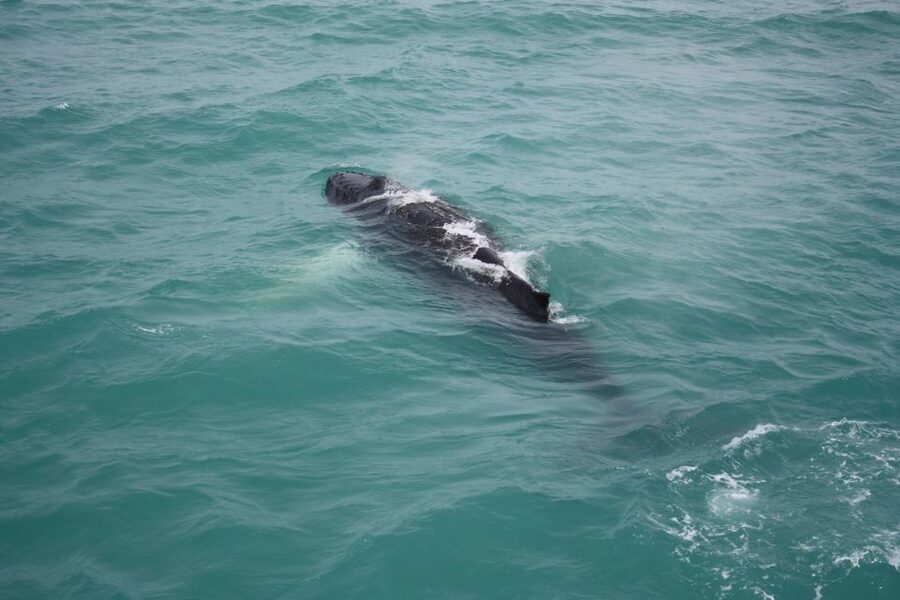From Reykjavik: Whale Watching Tour - Staying warm on the open water