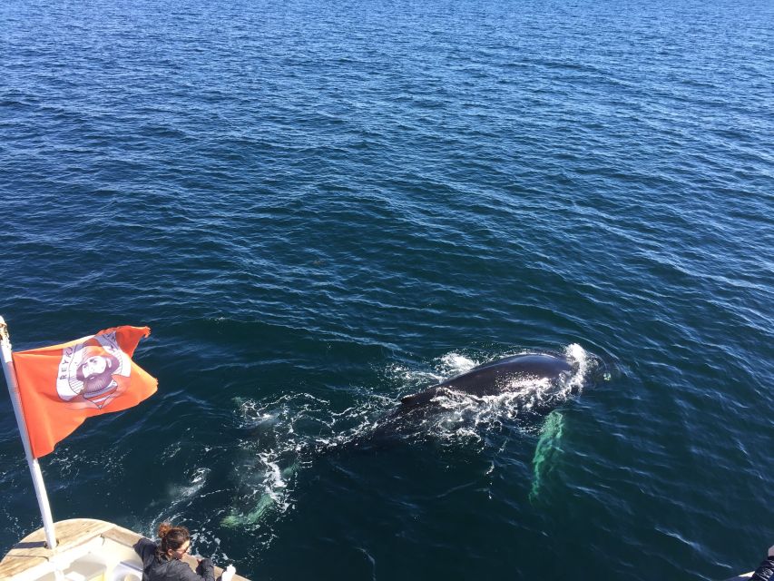 From Reykjavik: Whale Watching Tour - Food, photos, and small comforts