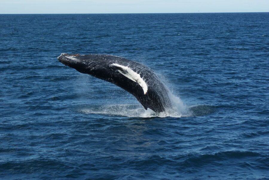 From Reykjavik: Whale Watching Tour - How good is the $103 value?