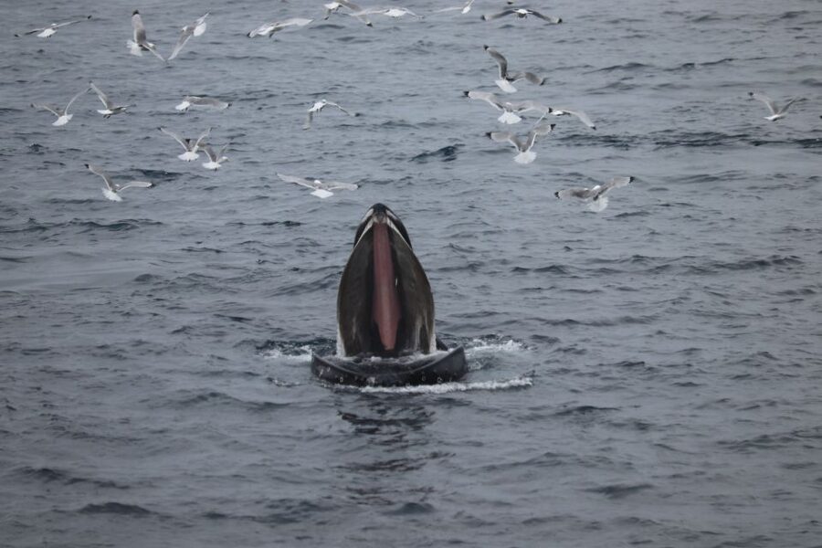 From Reykjavik: Whale Watching Tour - Who will enjoy this cruise most?