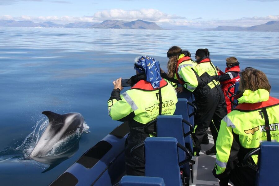 From Reykjavik: Whale Watching Tour by Speedboat - Key points at a glance