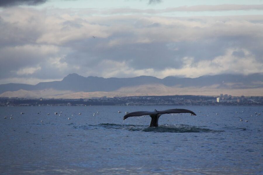 From Reykjavik: Whale Watching Tour by Speedboat - What $192 means in practical value