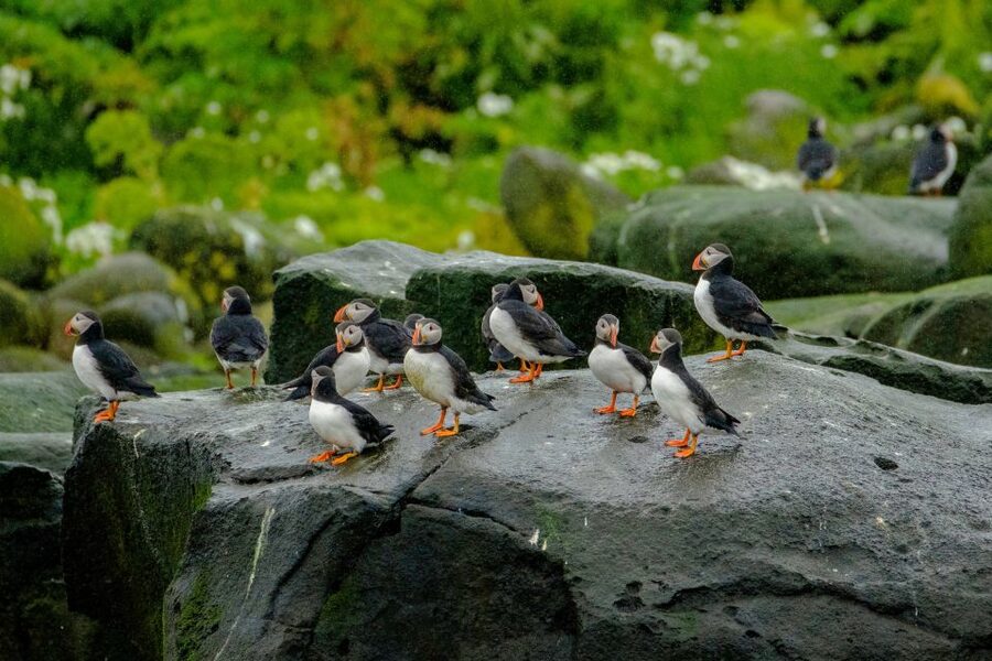 From Reykjavik: Whale Watching Tour by Speedboat - Searching for whales in the bay
