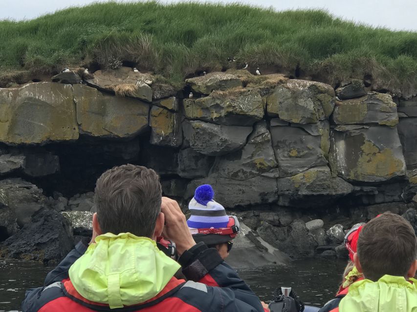 From Reykjavik: Whale Watching Tour by Speedboat - Dolphins can steal the show