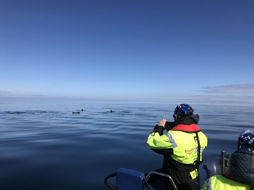 From Reykjavik: Whale Watching Tour by Speedboat - Puffin islands and seabird watching