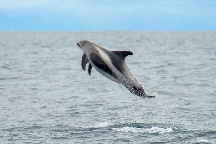 From Reykjavik: Whale Watching Tour by Speedboat - Harpa and Sun Voyager from the water