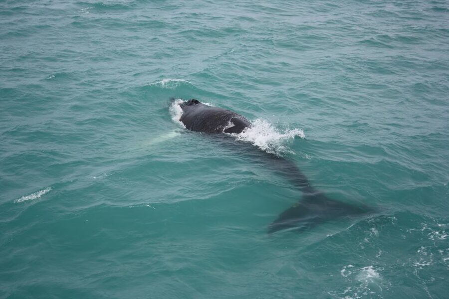 From Reykjavik: Whale Watching Tour - Two hours searching Faxaflói Bay