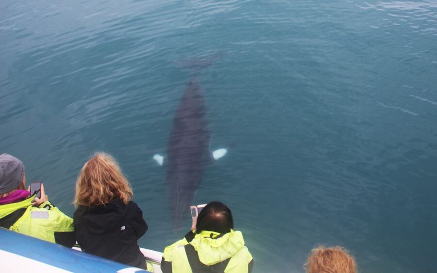 From Reykjavik: Whales and Northern Lights Boat Tour - Key points to know before you book