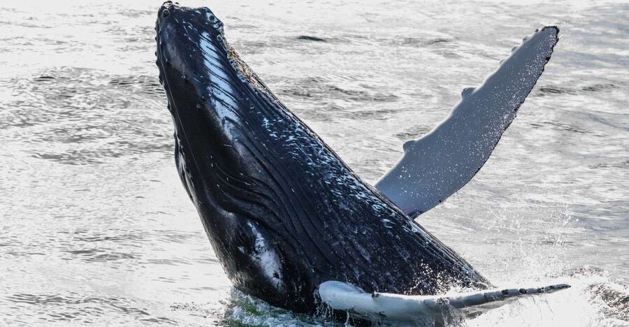 From Reykjavik: Whales and Northern Lights Boat Tour - A day split between whales and auroras