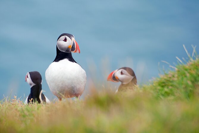 Full Day Private Westman Island Tour from Reykjavik - A Private Group of Up to Four