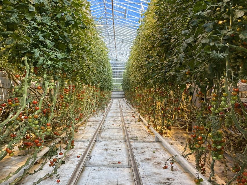 Golden circle, hot spring bakery, tomato farm private tour - Why this Golden Circle day feels different