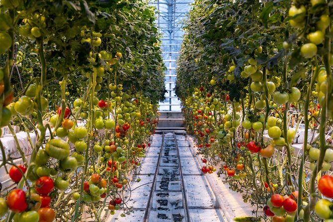 Golden Circle, Tomato Farm Lunch & Sky Lagoon - with photos - What $299 includes, and where the value sits