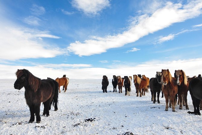 Golden Circle & Viking Horse Experience - Timing, group size, and the 11-hour promise