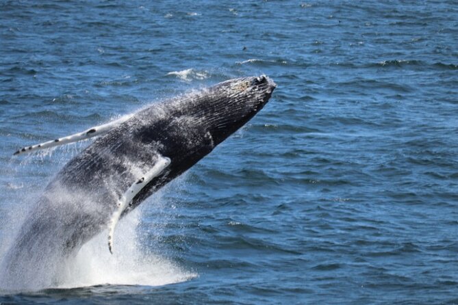 Guided Whale Watching Experience from Reykjavik - Key points to know before you sail