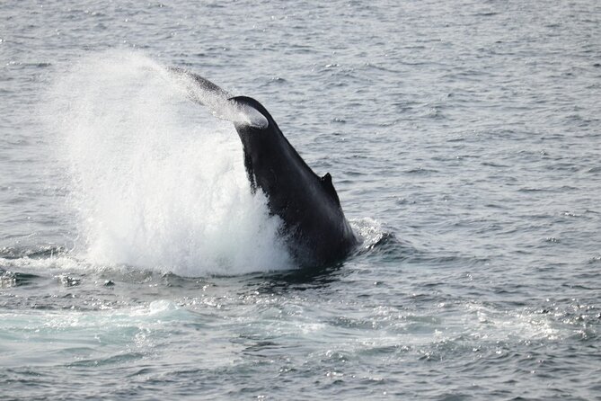 Guided Whale Watching Experience from Reykjavik - Faxaflói Bay and the search for whales