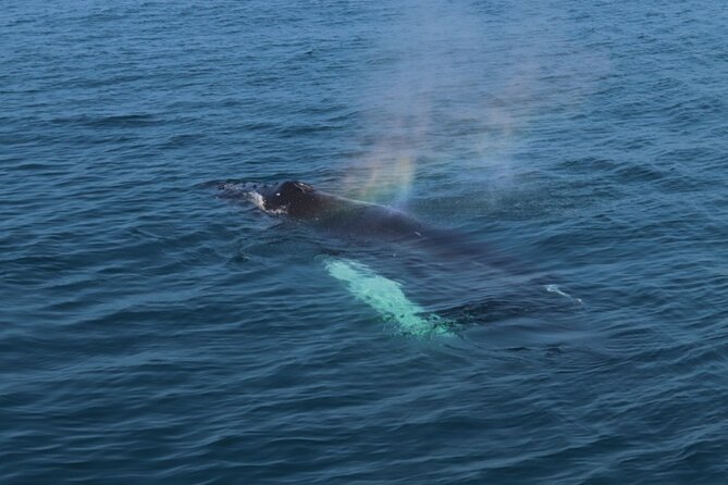Guided Whale Watching Experience from Reykjavik - Heated cabins, toilets, and the reality of cold weather