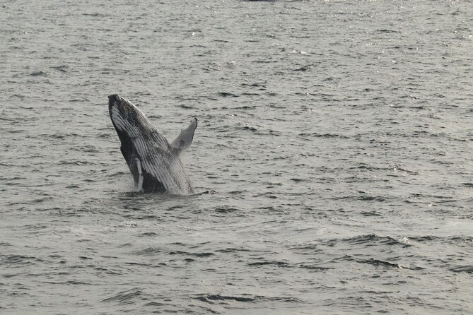 Guided Whale Watching Experience from Reykjavik - The return to Harpa and the Old Harbour