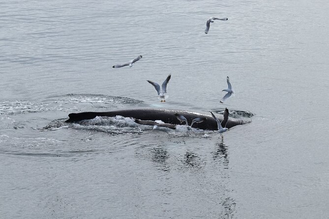 Guided Whale Watching Experience from Reykjavik - Who will enjoy this boat trip most?