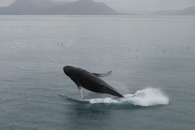 Guided Whale Watching Experience from Reykjavik - What you may see beyond the whales