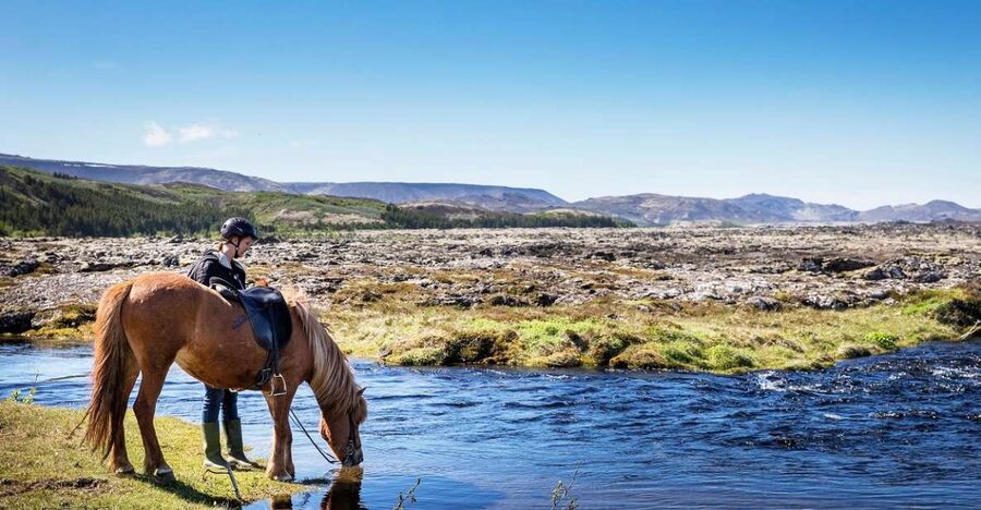 Hafnarfjörður: Horseback Riding Tour in Reykjavik Area - Meeting Iceland’s small, sturdy horses