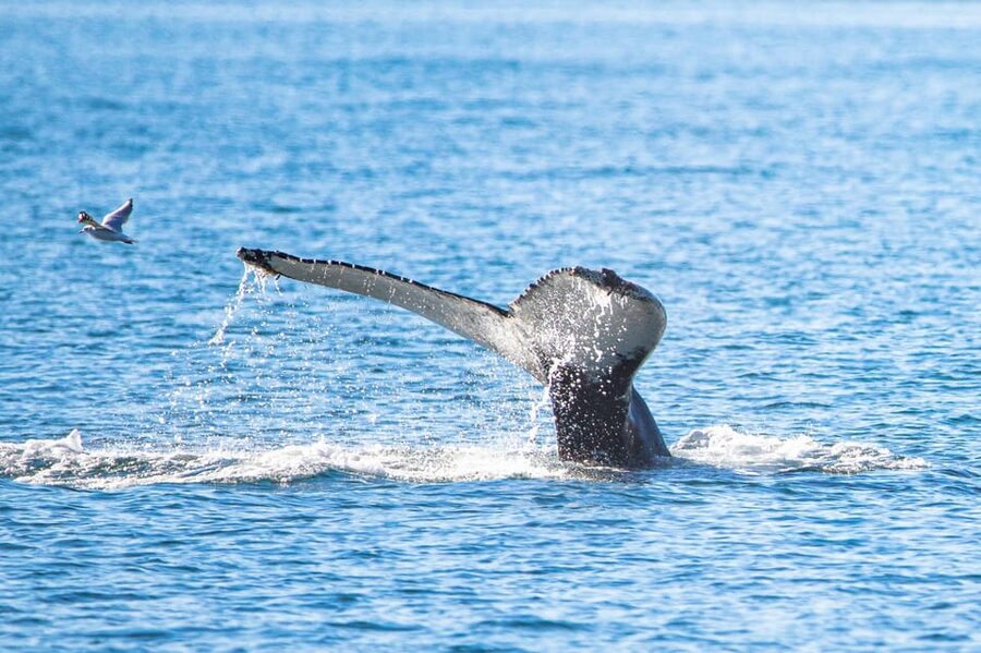 Hauganes: Whale Watching North Iceland - Key points to know before you book